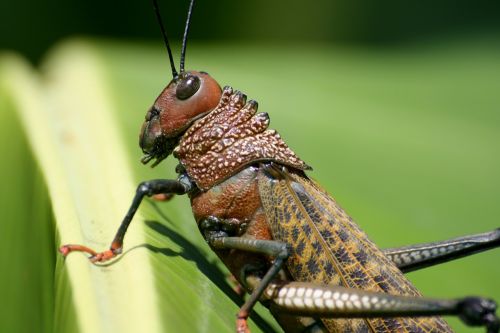 grasshopper insect costa rica