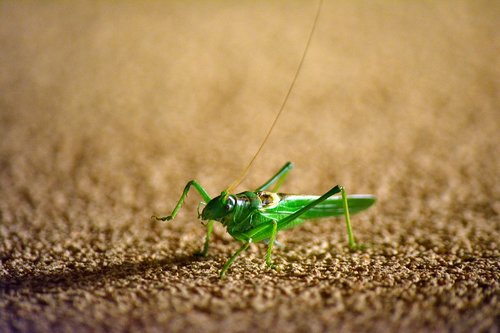 grasshopper  insect  green