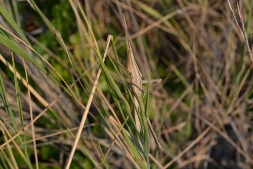 grasshopper  animal  nature