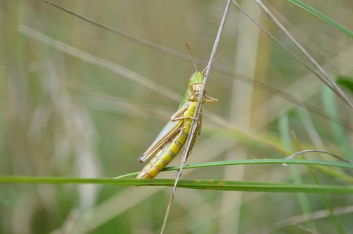 grasshopper  cricket  insect