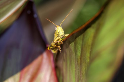 grasshopper  leaves  insect