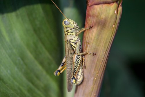 grasshopper  plants  summer