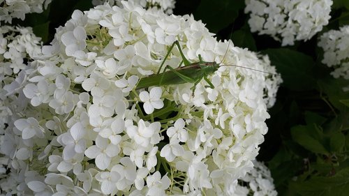 grasshopper  garden  hydrangea