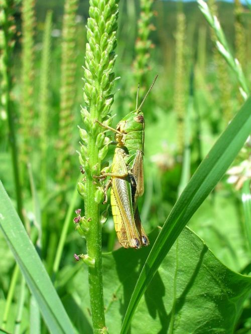 grasshopper green meadow