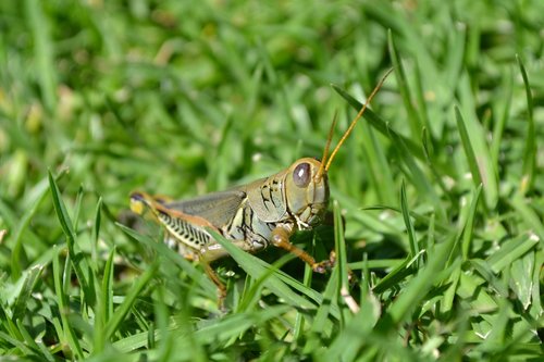 grasshopper  chapulin  insect