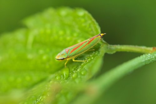 grasshopper  green  wet