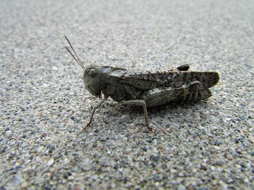 grasshopper  hopper  sidewalk