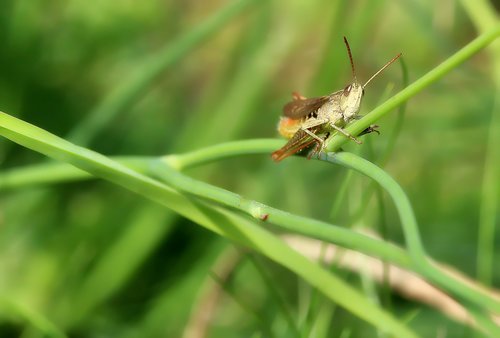 grasshopper  swamp locust  insect