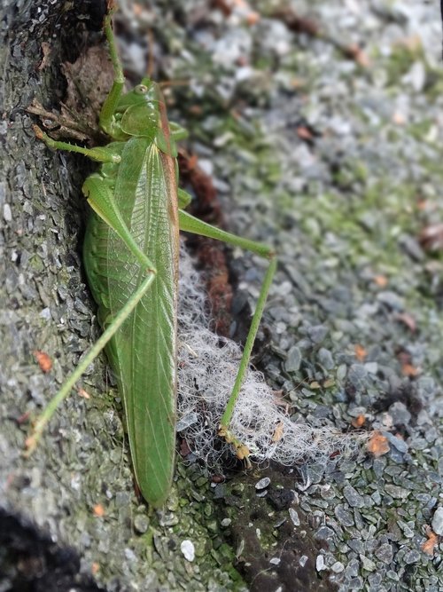 grasshopper  green  macro