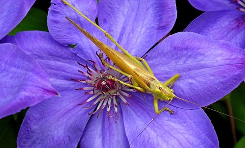 grasshopper  insect  flower