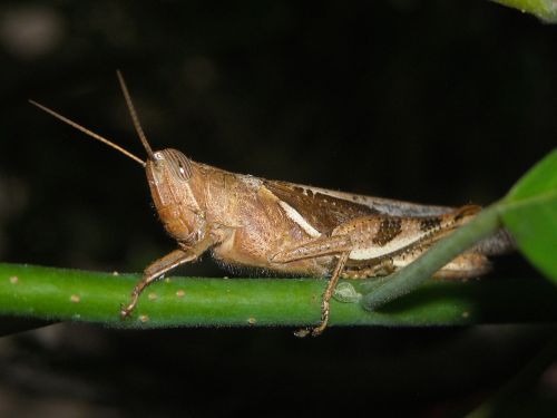 grasshopper insects brown