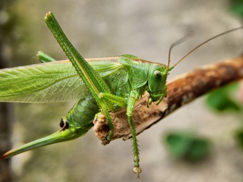 grasshopper insect antennae