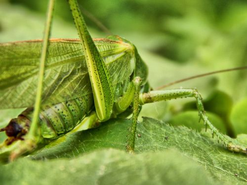 grasshopper insect antennae