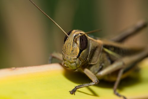 grasshopper  locust  insect