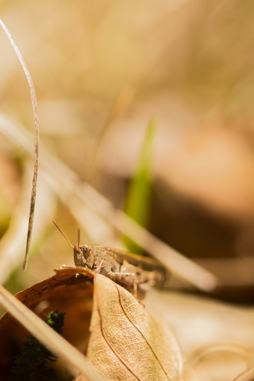 grasshopper  leaves  close up