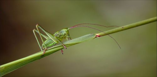 grasshopper grass horse insect