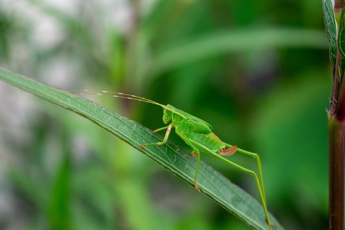 grasshopper  animal  green