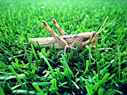 grasshopper  grass  nature