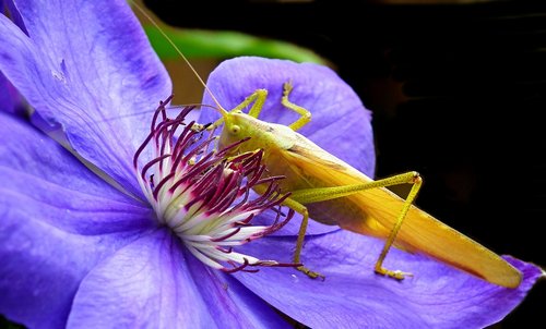 grasshopper  flower  clematis