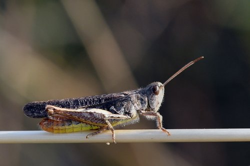 grasshopper  viridissima  insect