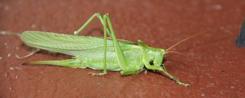 grasshopper animal hop
