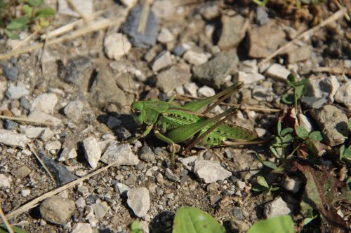 grasshopper insect rhinestones