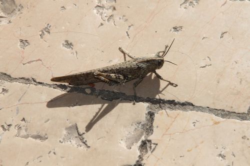 grasshopper insect animal