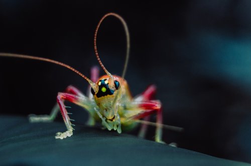 grasshopper  macro  animal