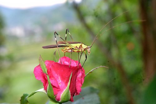 grasshopper  rose  insect