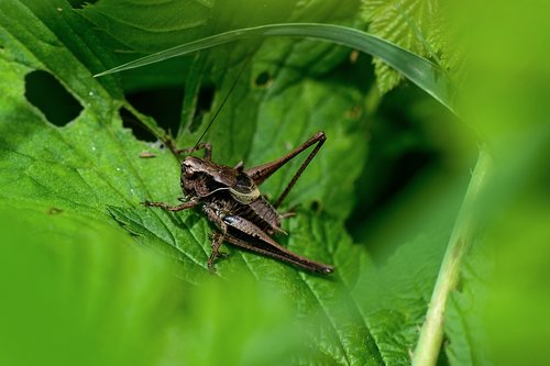 grasshopper  leaf  insect