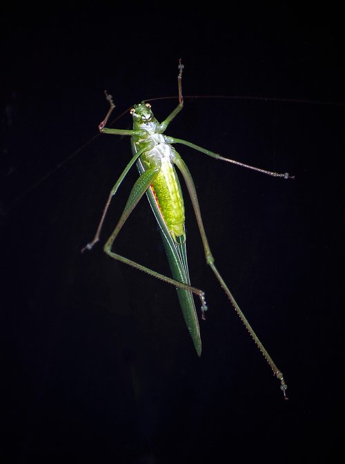 grasshopper  insect  green