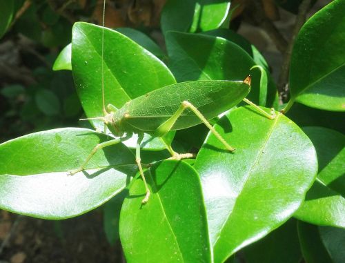 grasshopper katydid camouflage