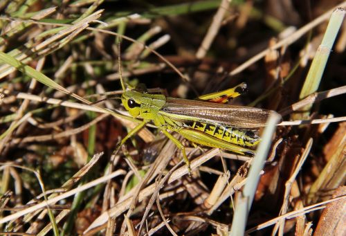 grasshopper nature sweden