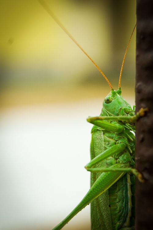 grasshopper insect cricket