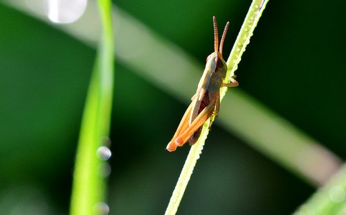 grasshopper  nature  insect