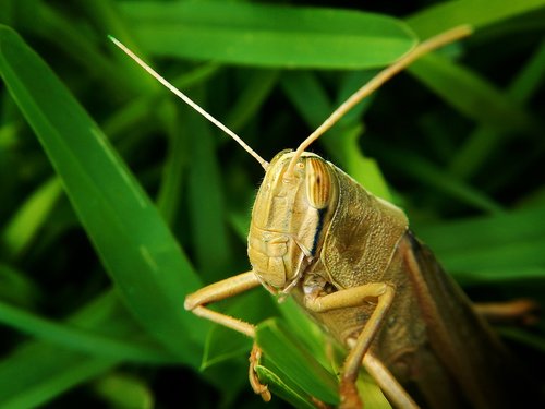 grasshopper  herbivore  garden