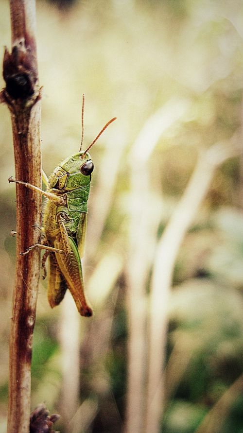 grasshopper green twig