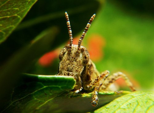 grasshopper  insect  garden