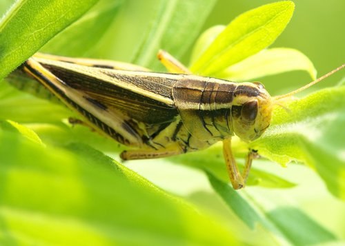 grasshopper  crickets  insect