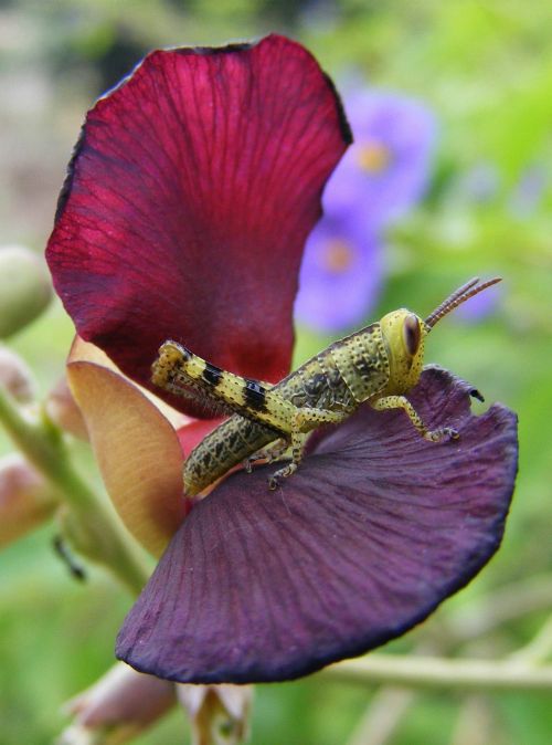 grasshopper insect flower