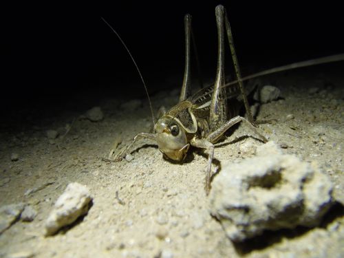 grasshopper insect nature