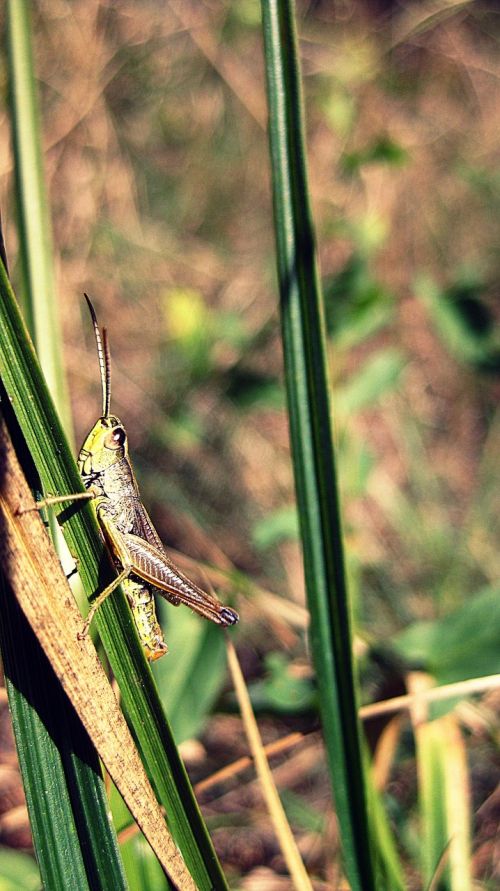 grasshopper nature insect