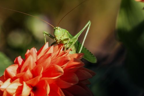 grasshopper insect viridissima