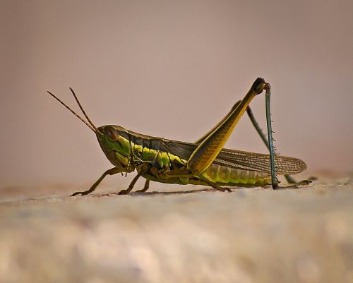 grasshopper insect green