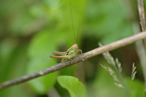 grasshopper green insect