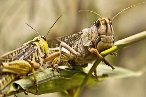 grasshopper insect close