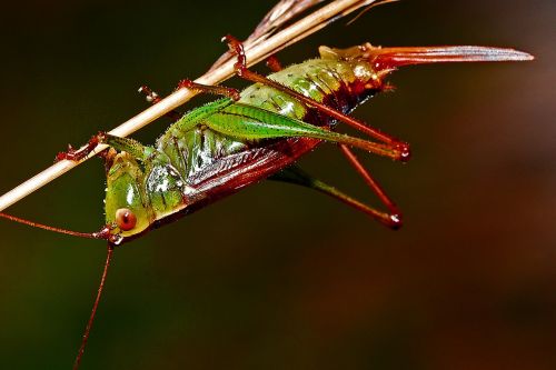 grasshopper insect macro