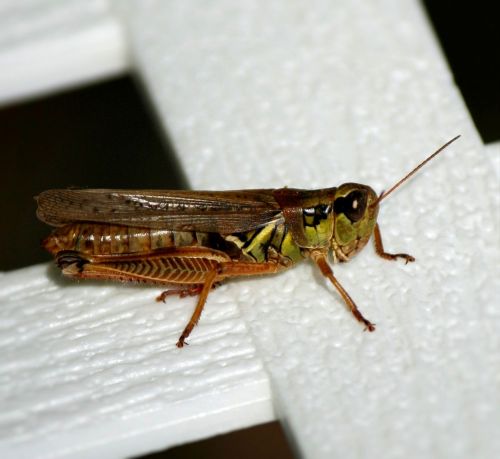 grasshopper locust insect