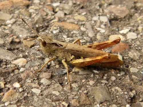 grasshopper insect animal