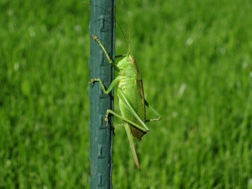 grasshopper nature insect